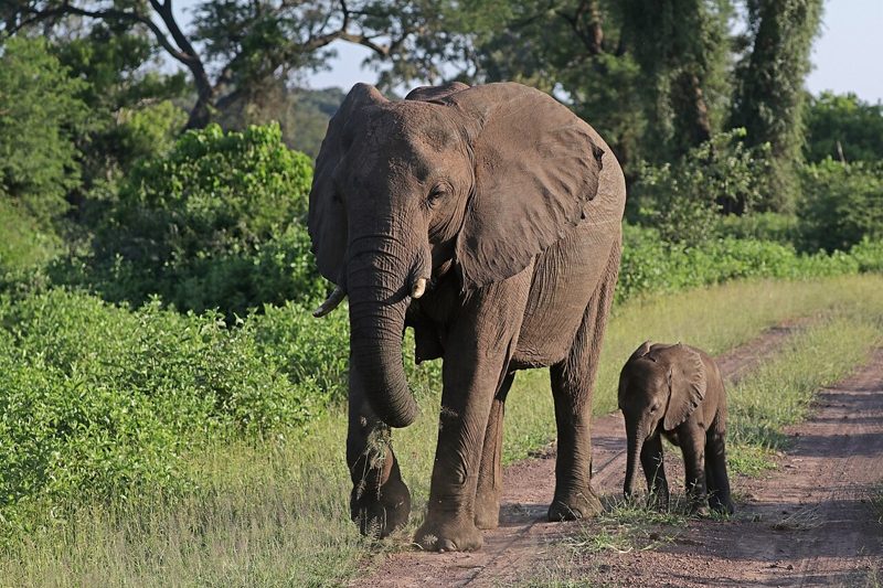 アフリカゾウ