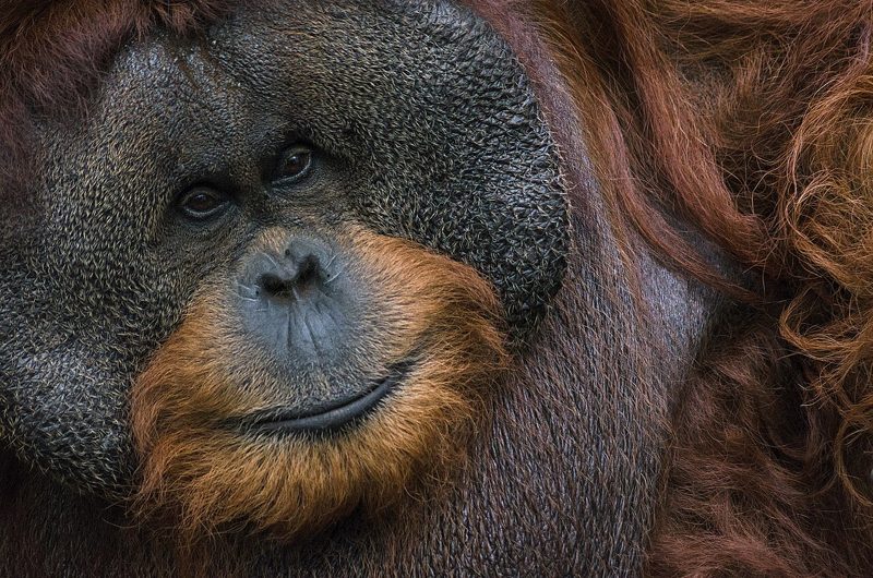 ボルネオオランウータン