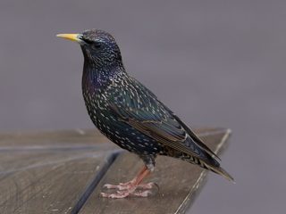 ホシムクドリ