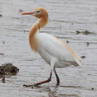 アマサギ