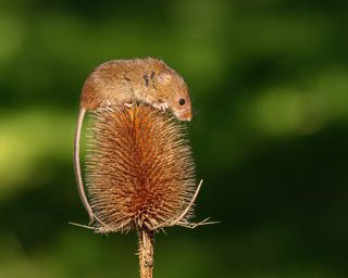 カヤネズミ