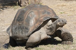 ガラパゴスゾウガメ