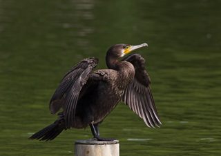 カワウ