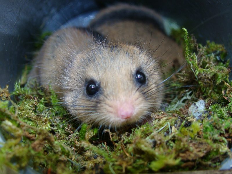 ニホンヤマネ