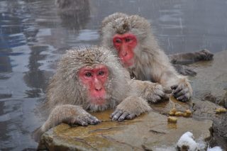 ニホンザル