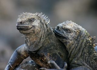 ウミイグアナ