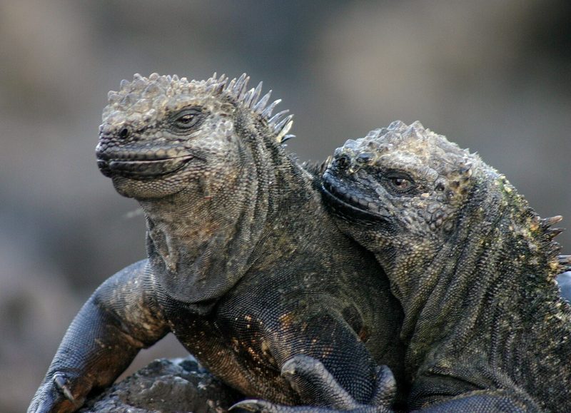 ウミイグアナ