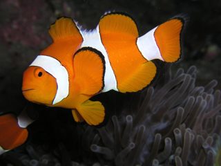 カクレクマノミ