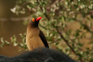 アカハシウシツツキ