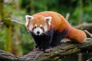 レッサーパンダ