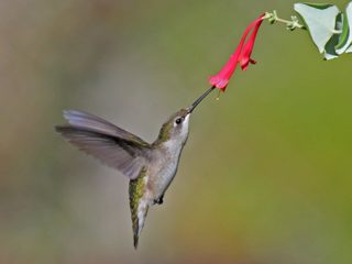 ノドアカハチドリ