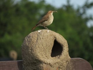 セアカカマドドリ