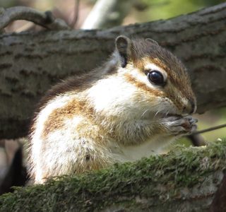 シベリアシマリス