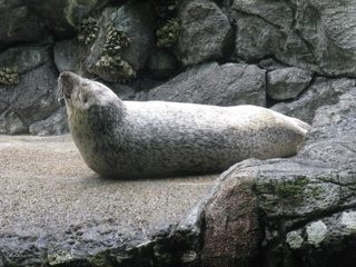 ゴマフアザラシ
