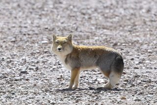 チベットスナギツネ