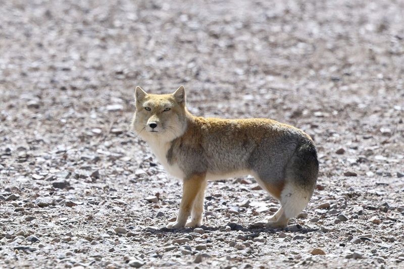 チベットスナギツネ