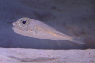 アマミホシゾラフグ