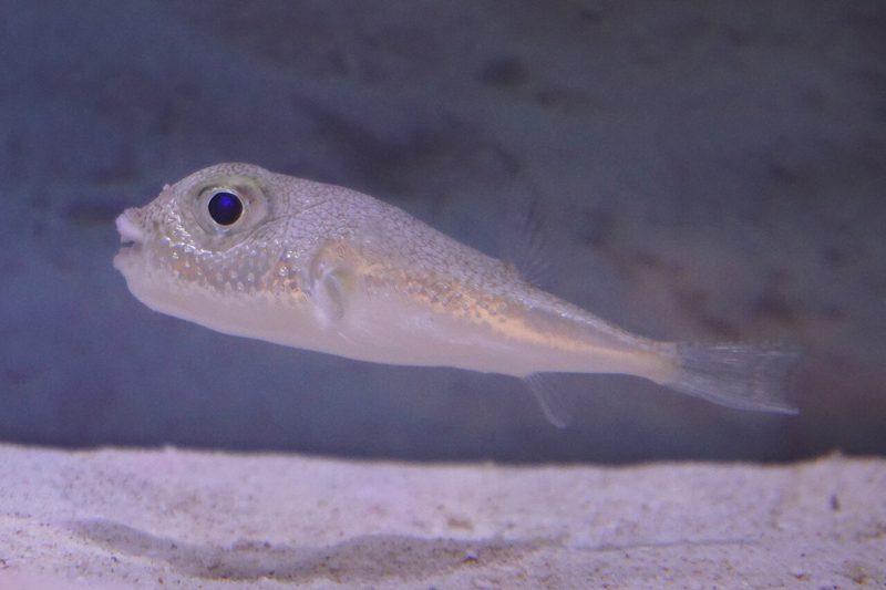 アマミホシゾラフグ